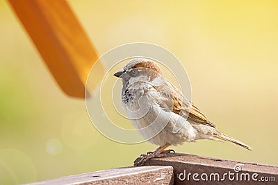 Young sparrow on branch Stock Photo