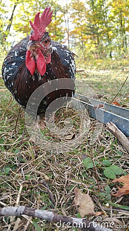 Young Speckled Sussex Rooster Stock Photo