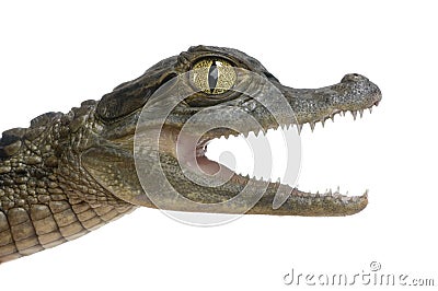 Young Spectacled Caiman Stock Photo