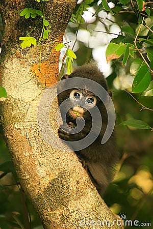 Young Spectacled langur sitting in a tree, Ang Thong National Ma Stock Photo