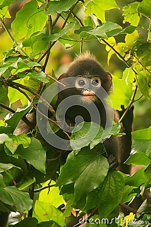 Young Spectacled langur sitting in a tree, Ang Thong National Ma Stock Photo