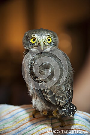 Young Spectacled Owl Stock Photo