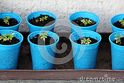 Young Spider flower or Cleome hassleriana annual flowering plants with palmately compound leaves planted in small blue plastic Stock Photo