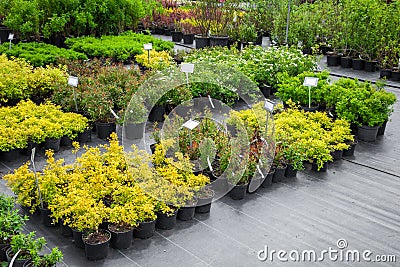 Young spirea plants in plastic pots, seedling of trees, bushes, plants. Stock Photo