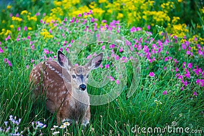 Young spotted deer in meadow of flowers Stock Photo