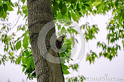 Young spotted woodpecker Dendrocopos major Stock Photo