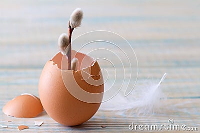 Young sprig of catkins growing in eggshell on light wooden background, easter symbol of life Stock Photo