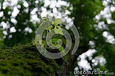 Young sprig on an old mossy trunk Stock Photo