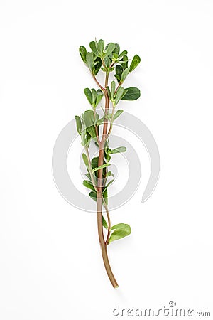 A young sprig of purslane on white background. Stock Photo