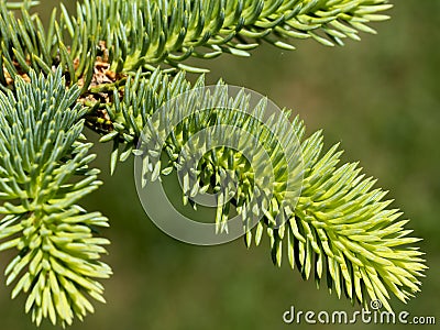 A young sprig of spruce with bright green needles. Close up Stock Photo