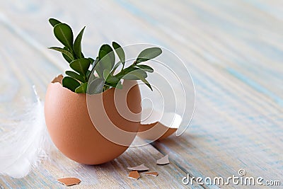 Young sprigs of boxwood growing in eggshell on light wooden background, easter symbol of life Stock Photo