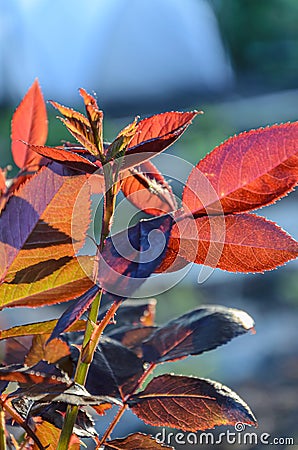 Young spring branches of roses are dark red. Stock Photo