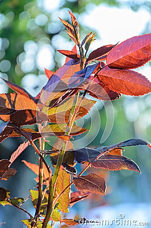 Young spring branches of roses are dark red. Stock Photo