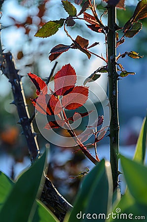 Young spring branches of roses are dark red. Stock Photo