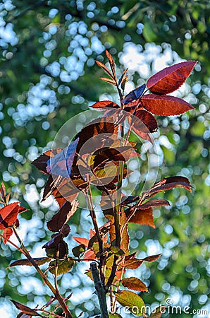 Young spring branches of roses are dark red. Stock Photo