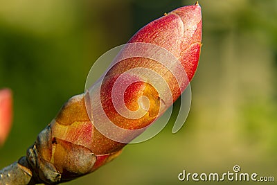 Young spring chestnut branch Stock Photo