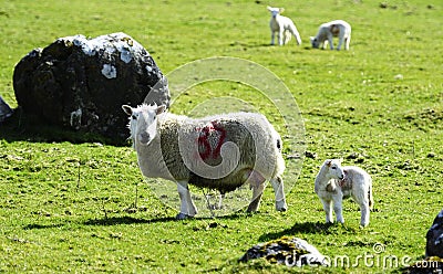 Young Spring family Stock Photo