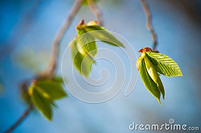 Young spring leaves Stock Photo