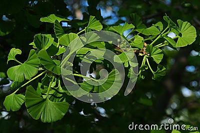 Young spring leaves of broadleaf tree Ginkgo Biloba, often marketed as food supplement improving congnitive functions Stock Photo