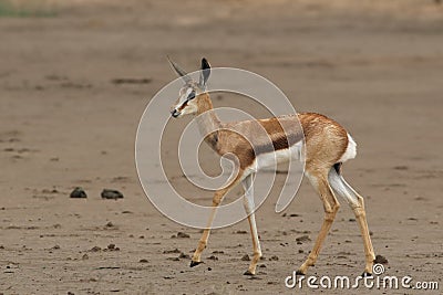 The young springbok Antidorcas marsupialis walking in the riverbed of dried river alone in the desert Stock Photo