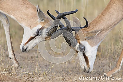 The young springbok males practice sparring for dominance on short grass Stock Photo