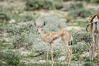 Young Springbok starring at the camera. Stock Photo