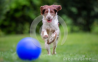 Young Springer Spaniel chasing a blue ball Stock Photo