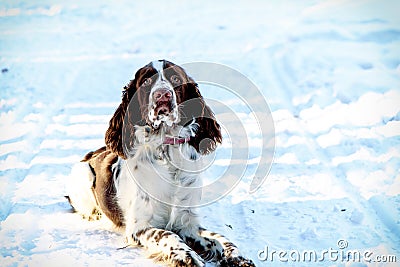 Young springer spaniel in winter forest Stock Photo
