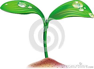 Young sprout with drops Vector Illustration