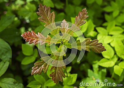 Young sprout of green oak Stock Photo