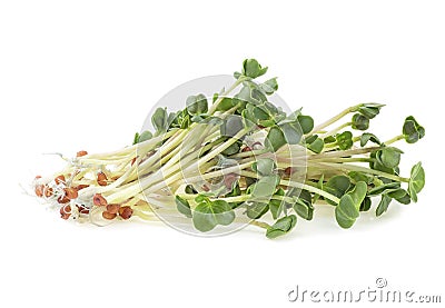 Young sprout microgreen isolated on white background. Micro baby leaf vegetable of green radish seeds sprouts Stock Photo