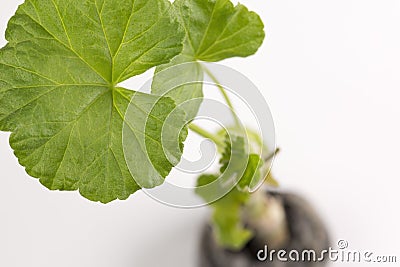 Young sprout of Pelargonium or storksbill plant. Geranium seedling in plant pots in greenhouse Stock Photo