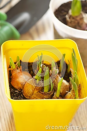 Young sprouts of bulbous plants Stock Photo