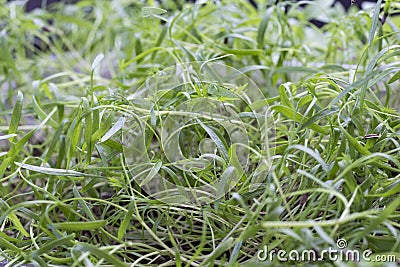 Young sprouts of dill. Microgreens vegan and healthy eating Stock Photo