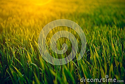 Young sprouts are on the field at sunset. Green grass closeup Stock Photo