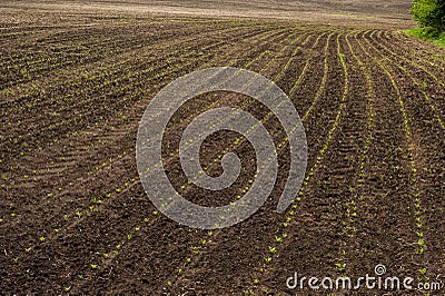 young sprouts lines of rows infield of sugar beet Stock Photo