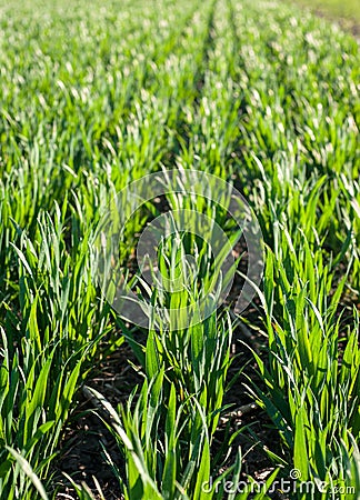 Young sprouts, sowing wheat close up Stock Photo
