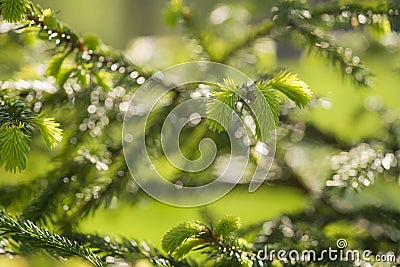 Young spruce sprouts on a branch on a sunny day Stock Photo