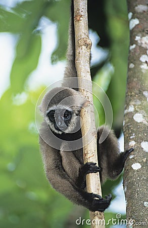 Young Squirrel Monkey climbing tree Stock Photo