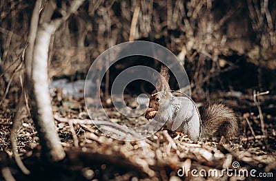 a young squirrel in the park in the spring Stock Photo