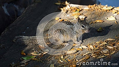 Young Squirrel on a piece of wood.. Stock Photo