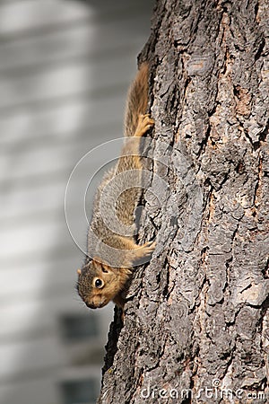 Young squirrel Stock Photo