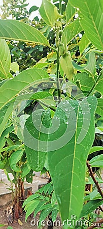 young srikaya leaves and fruit Stock Photo