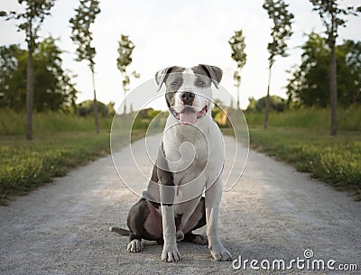 Young Stafford sitting in a meadow. The American Staffordshire terrier is a dog breed that has ancestors in English bulldogs and t Stock Photo