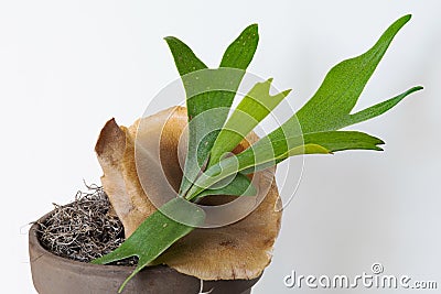 Young Staghorn Fern with Brown Sterile Shield Stock Photo