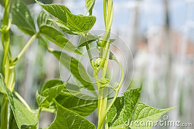 Young stalks of a string bean Stock Photo