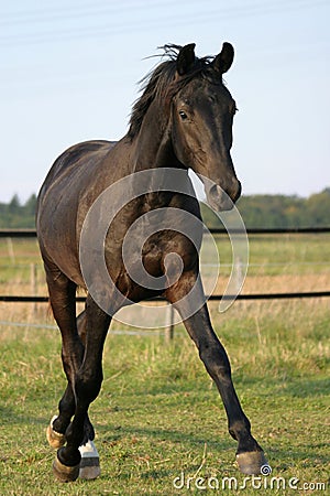 Young stallion Stock Photo