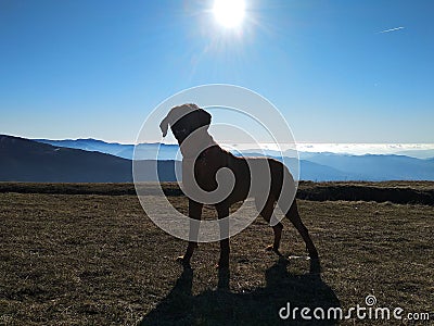 Rhodesian Ridgeback dog Stock Photo