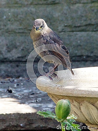 Young Starling on a birdbath Stock Photo