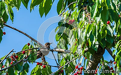 The young starling eat the harvest of sweet cherry. Stock Photo